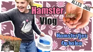 Roborovski hamstertjes ophalen en baby hamsters vasthouden - Alles JADE hamster vlog #2