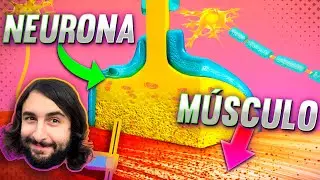 El Mecanismo de la Contracción Muscular: Sarcómeros, Potencial de Acción y Unión Neuromuscular