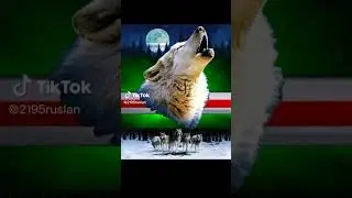 Чеченцы # Ингущи #Вайнахи#Кавказ#Мир#Новости#горы