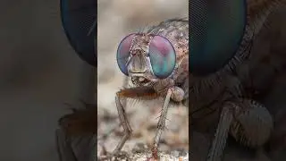 i am a micro photography