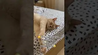 Где он работает🤣 #cat #приколы #смешныеживотные