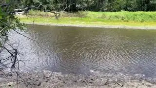 Here gator, gator, gator…. 🐊🐊🐊