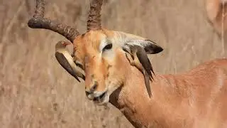 Day 13 - Grooming services provided by Oxpeckers on tick-infested animals