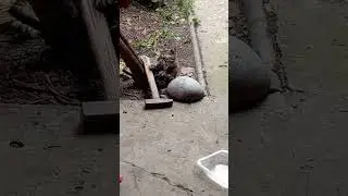 Котёнок не ищет лёгких развлечений.