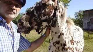 Caballo maltratado. Comunicación reestablecida.