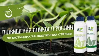Вирощування розсади . Правильна стимуляція та захист кореневої системи
