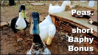 Ducks Eating Peas Compilation + Baphy Bonus