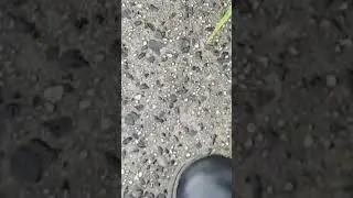 An atomic bomb but it's a snail #trendingshorts #shorts #snail