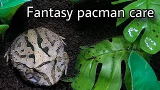 Fantasy pacman frog care: Feeding tank change and more
