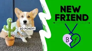 DOG PRANKS BROTHER! 