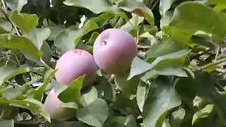 Как плодоносят яблони у моего клиента