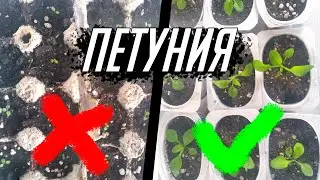 ЭКСПЕРИМЕНТ!!!  ПОСЕВ ПЕТУНИИ В КОНТЕЙНЕР ИЗ ПОД ЯИЦ!!! ЧТО ПОЛУЧИЛОСЬ!!! ОБЗОР!!!