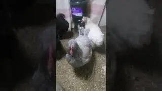 Замело всё./На одном зерне невыростить./Что с курицей?!