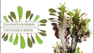 EUPHORBIA TRIGONA │una bella pianta ornamentale
