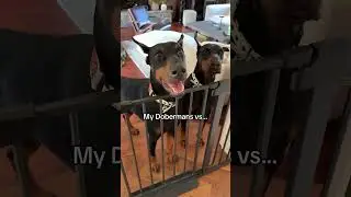 My Dobermans vs my Malinois #doberman  #belgianmalinois #dogs