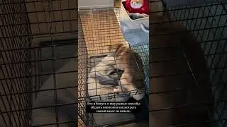 🤪 МАРТИ БЕСИТСЯ - СТОРИС ЭДИСОН МАЙНКРАФТ 