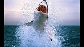 Shark Attack | Documentary