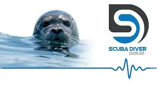 Seal Exiled to Remote Island to Protect Divers #scuba #news #podcast
