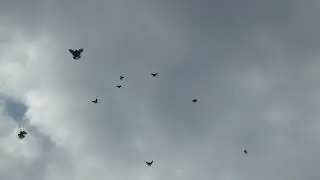 Тренировка голубей (12.08.2021)