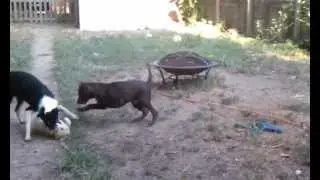 Trio runs