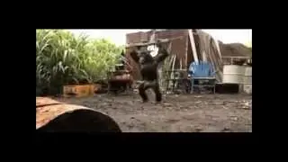 Rambo chimp // Шимпанзе отомстил
