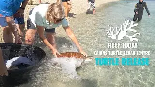 REEF TODAY - Turtle release from Fitzroy Island