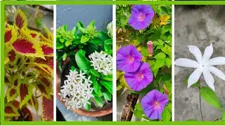 My small garden tour 🌿🌱