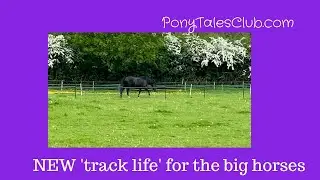 New track life for the big horses