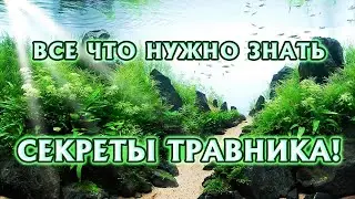 Секреты Травника, все что нужно знать!