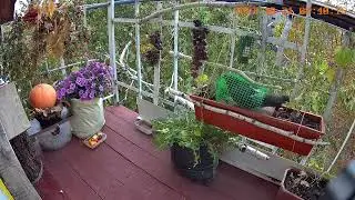 Голубь застрял🌱Драка синиц🌱Прикорм птиц и белок осенью
