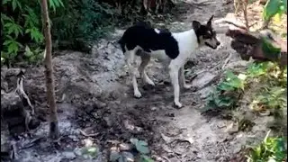 New Resident At HYBASIA Food Forest #dog