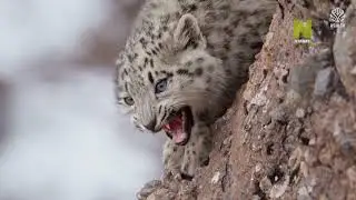 Жаныбарлар дүйнөсү 
