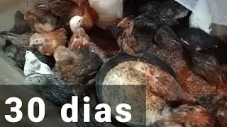 Pintinhos e codornas com 1 mês de vida - VEJA COMO ESTÃO