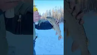 Ленок-лимба 