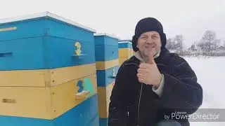 Как пчелу зимой проверить, чтобы её не потревожить?