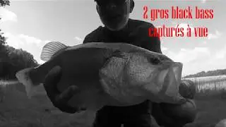 2 gros Black-bass de 47 et 50 cm capturés en surface (attaques filmées)