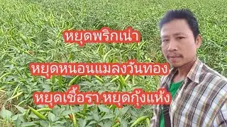 หยุดพริกเน่า หนอนแมลงวันทอง เชื้อรา ให้ทำแบบนี้