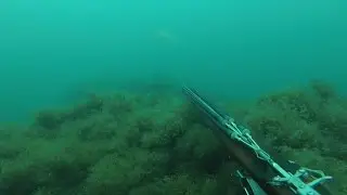 Подводная охота (без обработки). Второй шанс.