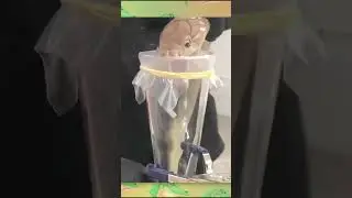 Как учёные определяют силу яда? Часть 1