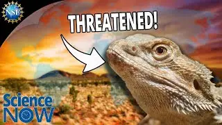 1 in 5 Reptile Species Face Extinction