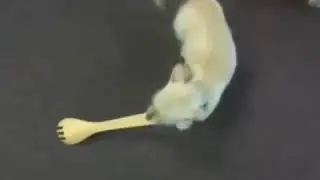 Dog playing with a spoon