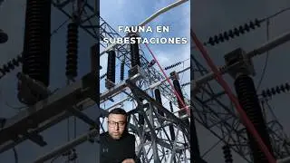 🦤🪽🦅⚡Fallas por Fauna en subestaciones electricas ⚡