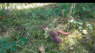 Колодец с грибами.