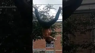 WTF this TRICK! 🔥 Gimbarr