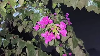 잠 잘 오는 빗소리🎵듣자마자 떡실신 하는 수면유도음악🎵 스트레스 해소음악, 잠잘때 듣는 음악, 불면증치료음악, 수면유도음악