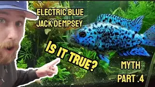 Electric Blue Jack Dempsey myth part 4 | are Electric Blue Jack Dempsey worth it? #fishtank
