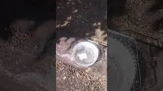 Не забывайте про животных