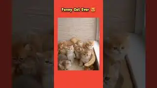 funny cat ever #shortvideo #viral #info #shorts #cat