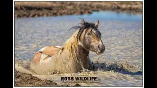 Wild Horse Adventure - Workshop and Photo Tours