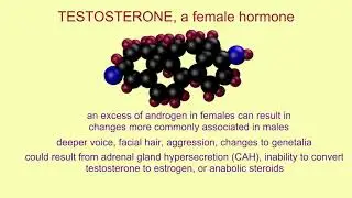 testosterone in females